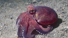 Foto de archivo de un pulpo.