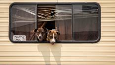 Dos perros en una autocaravana.