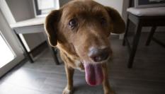 Bobi, el perro vivo más longevo del mundo ha muerto a los 31 años.