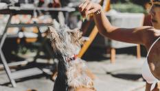 La nueva Ley de Bienestar Animal está diseñada para proteger y garantizar el bienestar de los animales de compañía.