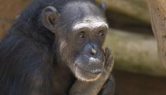 Una chimpancé, en una imagen de archivo