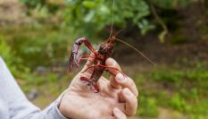 Un cangrejo de río americano.