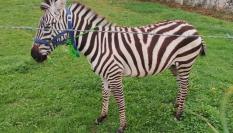 Stripes, la cebra que vive en Galicia y de la que se espera desciendan los primeros cebrallos.