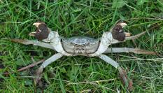 Ejemplar de cangrejo chino, una de las 100 especies exóticas más invasoras del mundo.