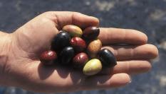 La cosecha de aceituna de 2023 será una de las más pequeñas en lo que va de siglo.