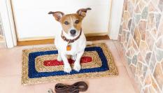 Un perro espera en la puerta de casa a que lo saquen a pasear.