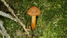 Una seta Cortinarius orellanus, en una imagen de archivo