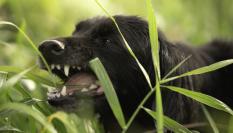 Un perro comiendo hierba