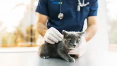 Imagen de archivo de un gato en la consulta de un veterinario.