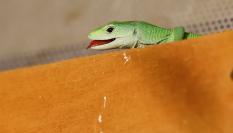 Un lagarto en una casa