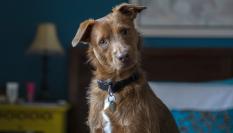 Imagen de archivo de un perro.