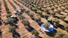 Imagen de archivo de recogida de aceituna en un campo español.