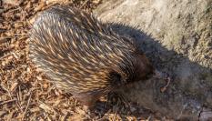 Un equidna, en un zoo australiano