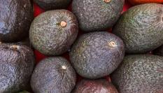 Aguacate de Marruecos.