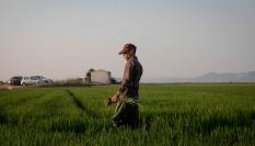 Recogida de la cosecha de arroz en Valencia.