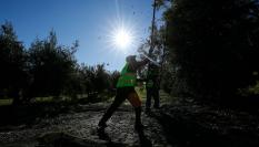 Recogida de aceitunas en un olivar de Jaén.