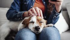 Un ciberataque compromete los datos de los titulares de mascotas en Castilla y León