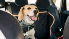 Funda protectora para llevar perros en el coche