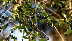 Aceitunas negras en las ramas de un olivo en Portugal.