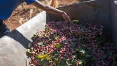 Cultivo de pistacho en Castilla-La Mancha