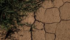 Detalle sequía Baix Empordà (Girona, Cataluña).