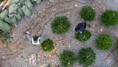 Dos hombres trabajan cortando abetos de Navidad