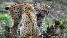 Imagen de archivo de una pareja de linces.
