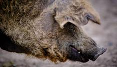 Cerdo lanudo originario de Hungría.