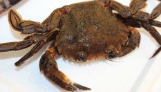 Una nécora, en una imagen de archivo