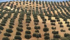 Olivares en la provincia de Jaén, Andalucía.