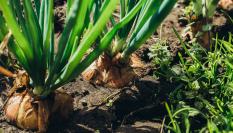 Una plantación de cebollas.