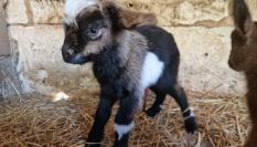 Una de las dos cabras pitiusas nacidas en Mallorca