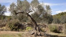 Un olivo en una localidad de Teruel