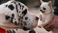 Un Gran Danés se acerca a un pequeño Chihuahua en una exhibición en Reino Unido.