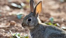 Un conejo de campo.