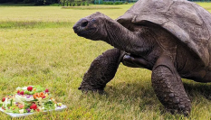 La tortuga Jonathan, el animal más viejo del mundo.