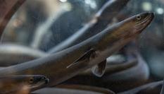 Varias anguilas dentro de un tanque  de agua