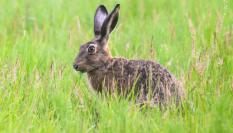 Un conejo libre en un campo de Alemania.