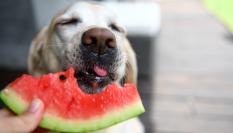 Un perro comiendo sandía.