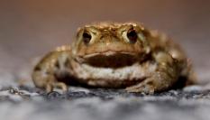 Imagen de archivo del sapo común o sapo europeo.