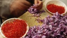 La especia del Azafrán