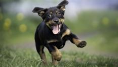 La palabra que ahuyenta a los perros.