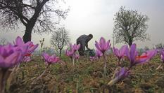 Imagen de archivo de una plantación de azafrán.