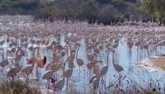 Imagen de los flamencos en la Albufera de Valencia.