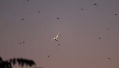 Pájaros alrededor de una luna nueva