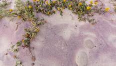La arena de Pfeiffer Beach.