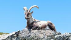 Un ejemplar de cabra descansa sobre una roca de los Pirineos.