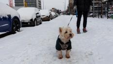 Un perro en la nieve.