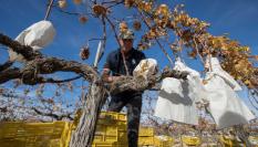 Un agricultor trabaja las vides en Novelda (Comunidad Valenciana)