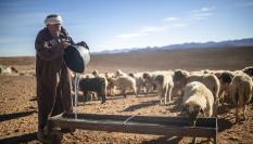 Un pastor marroquí da agua a sus ovejas cerca de Tinghir, al pie de las montañas del Atlas.